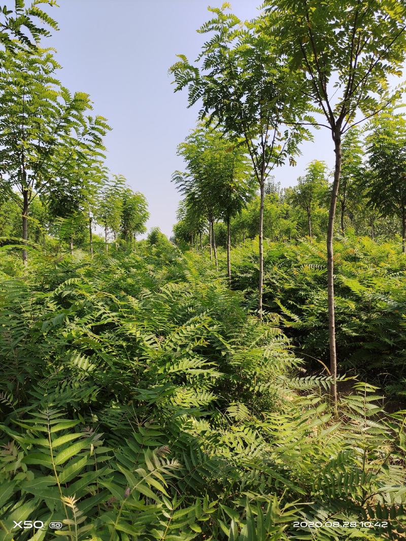 香花槐小苗各种规格根生年质量优数量