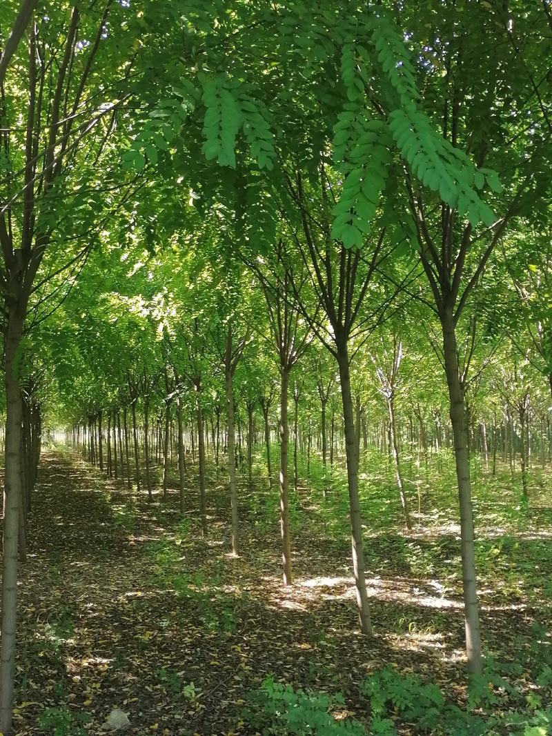 香花槐小苗各种规格根生年质量优数量