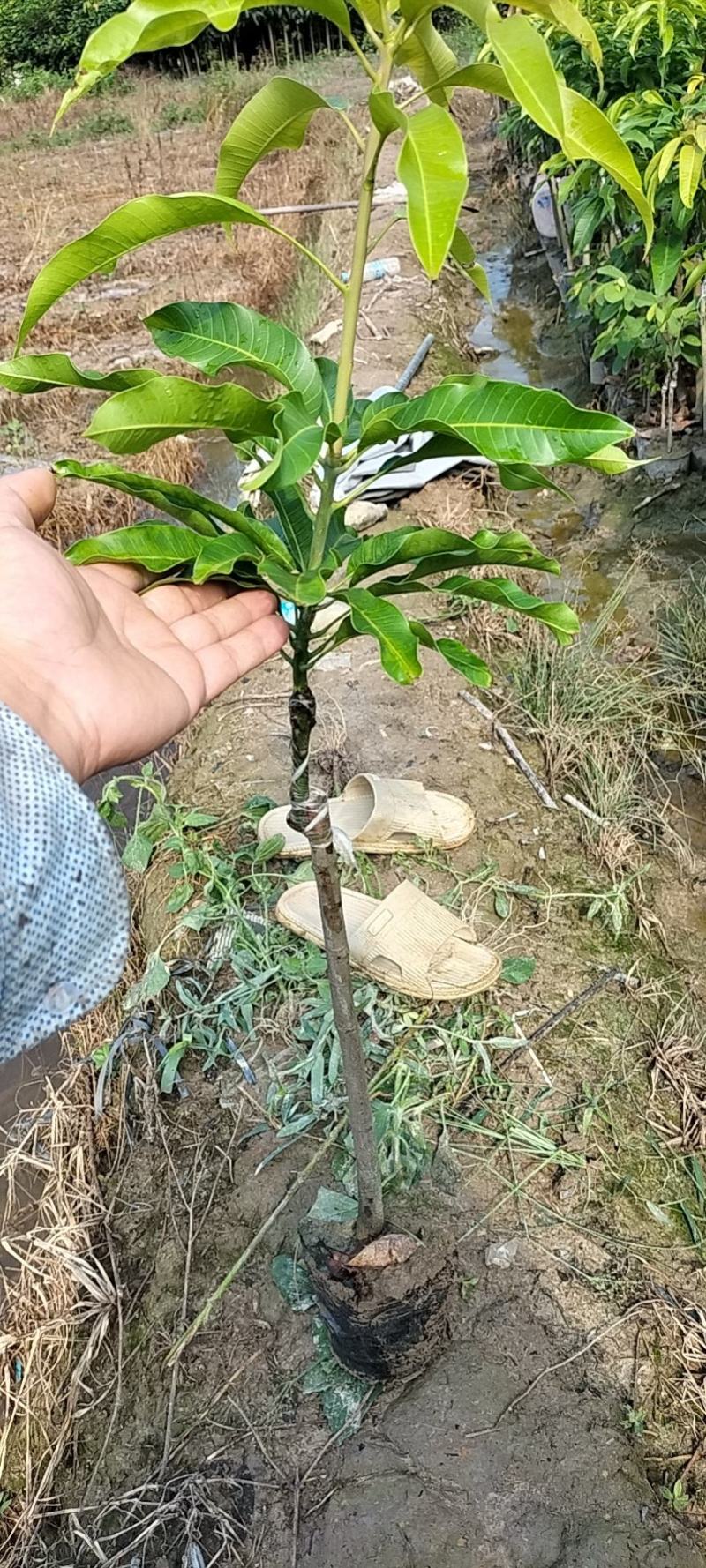 台农芒果苗