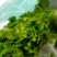 生菜