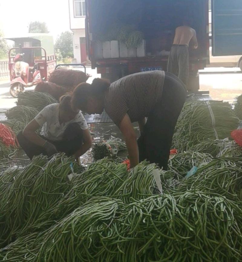 长豆角青条豆角颜色绿条直无虫眼，基地发，量大从优一条龙