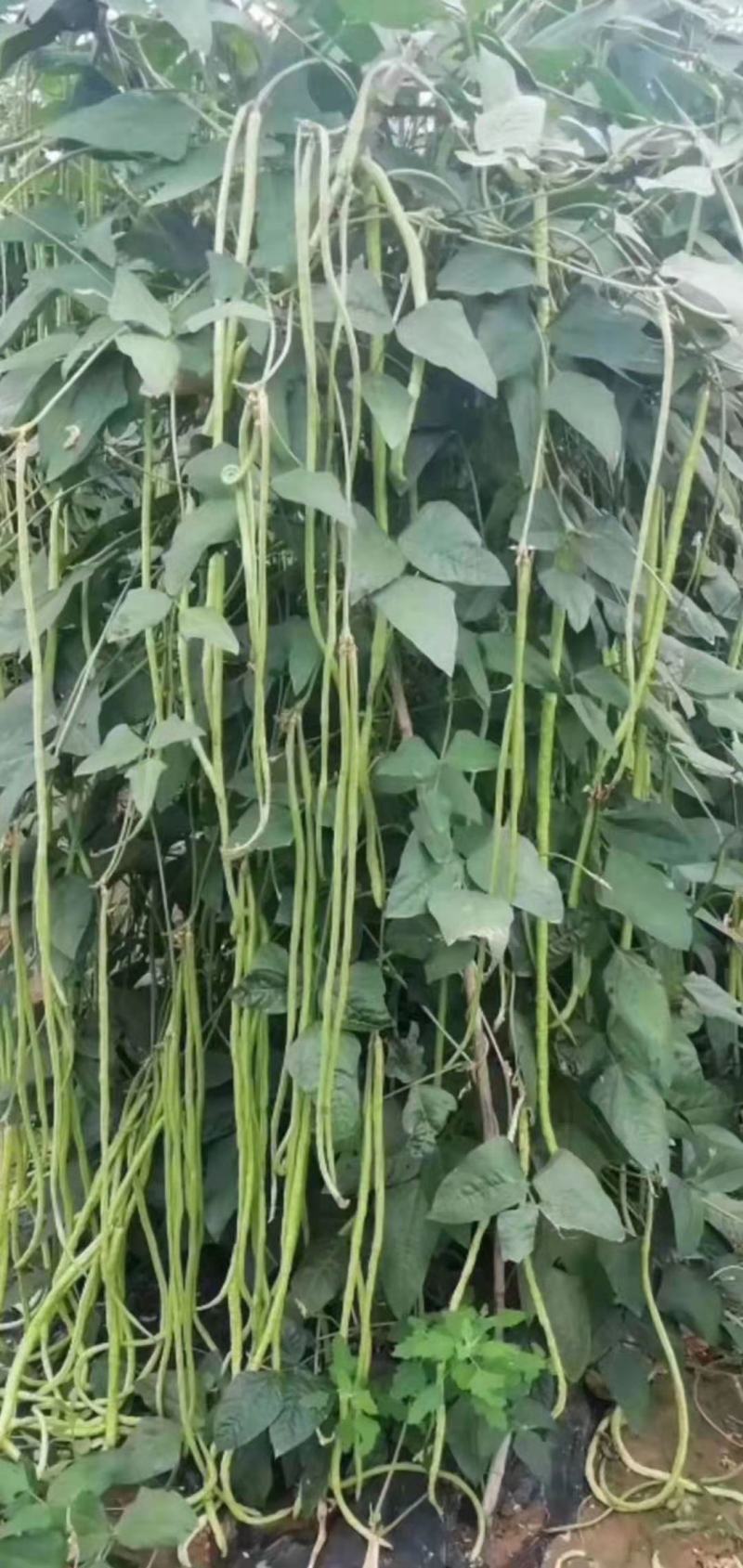 长豆角青条豆角颜色绿条直无虫眼，基地发，量大从优一条龙