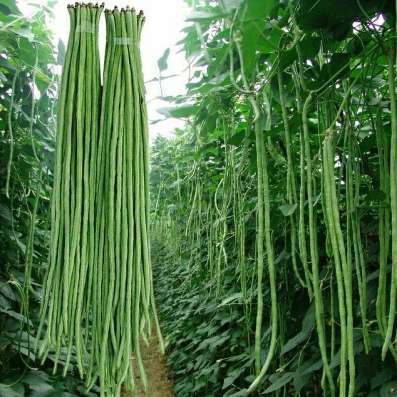 长豆角青条豆角颜色绿条直无虫眼，基地发，量大从优一条龙