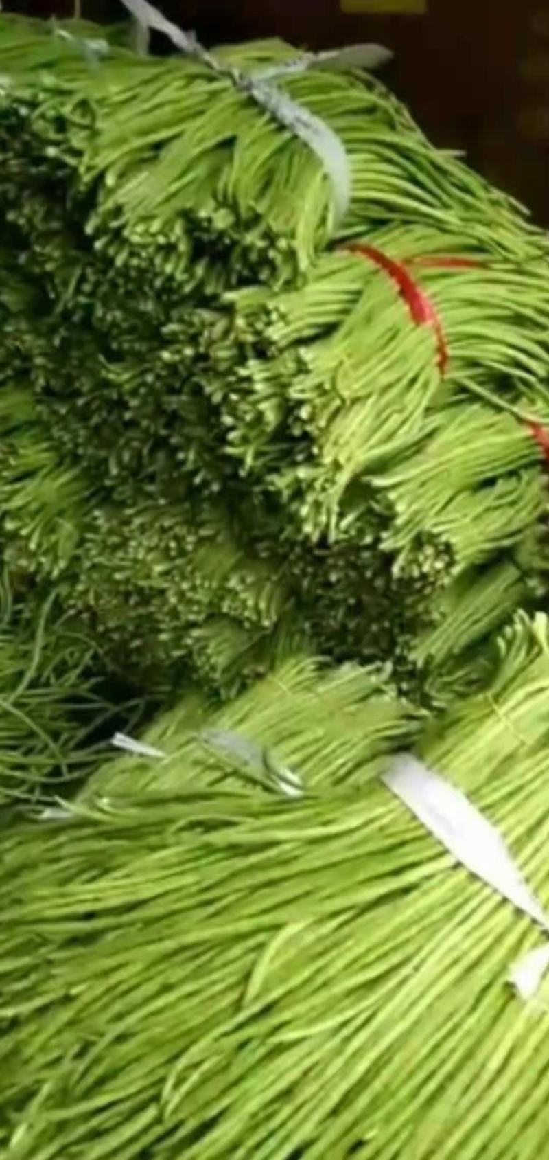 长豆角青条豆角颜色绿条直无虫眼，基地发，量大从优一条龙