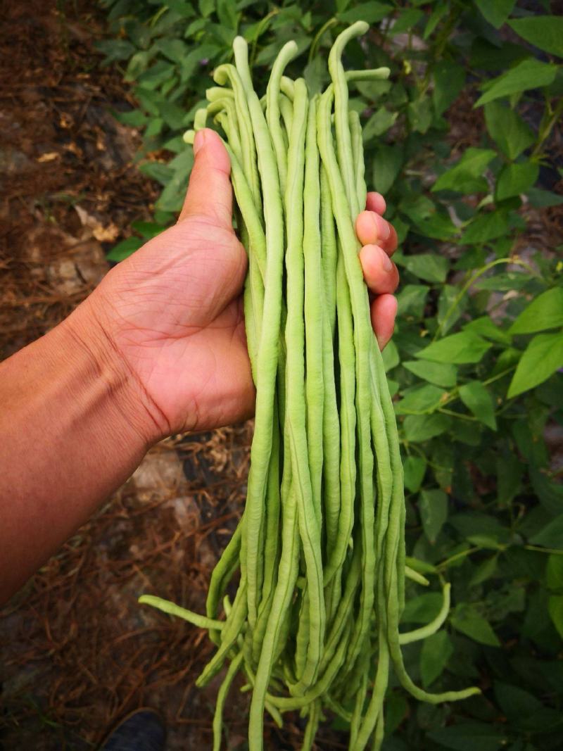 长豆角青条豆角颜色绿条直无虫眼，基地发，量大从优一条龙