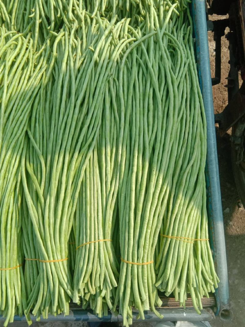 长豆角青条豆角颜色绿条直无虫眼，基地发，量大从优一条龙