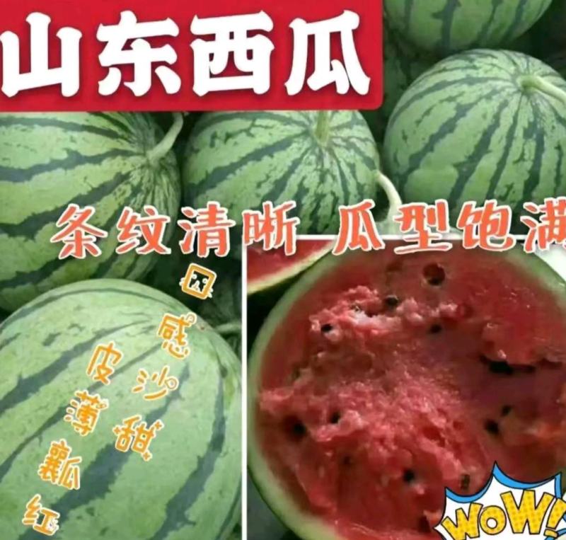 优质西瓜美都，甜王【热卖中】京欣产地直销，保熟保甜