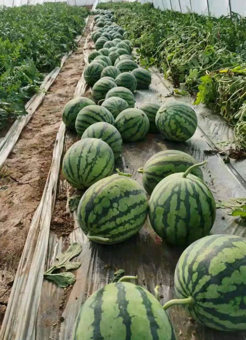 优质西瓜美都，甜王【热卖中】京欣产地直销，保熟保甜