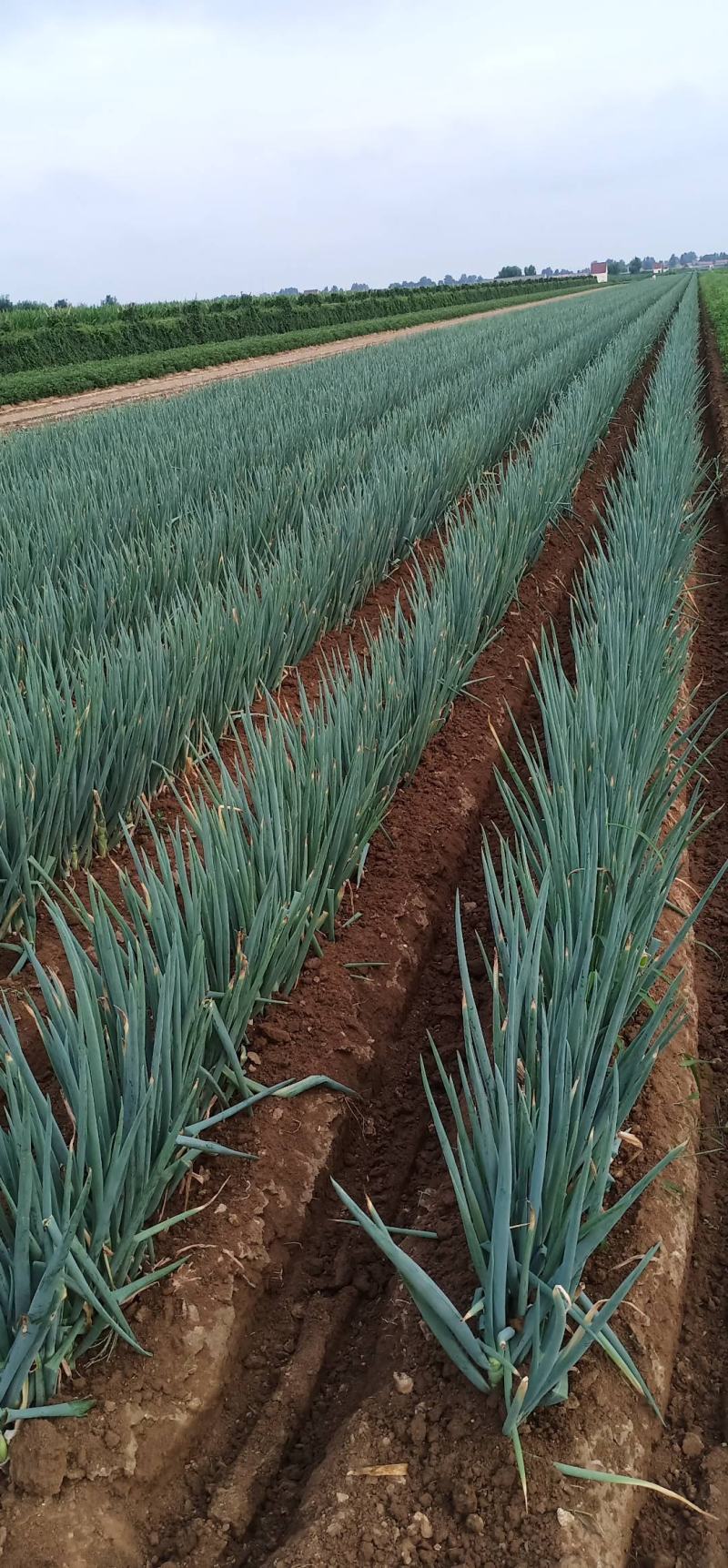大葱铁杆大葱平度大葱山东平度大葱产地直销