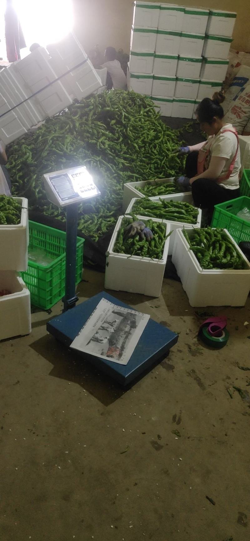 靖远陆地精品螺丝椒，大量有货，可视频看货
