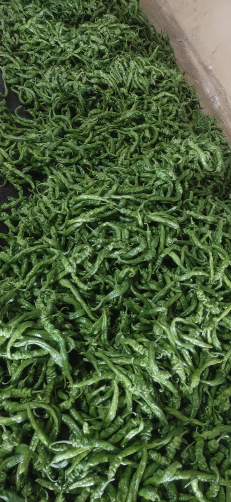靖远陆地精品螺丝椒，大量有货，可视频看货