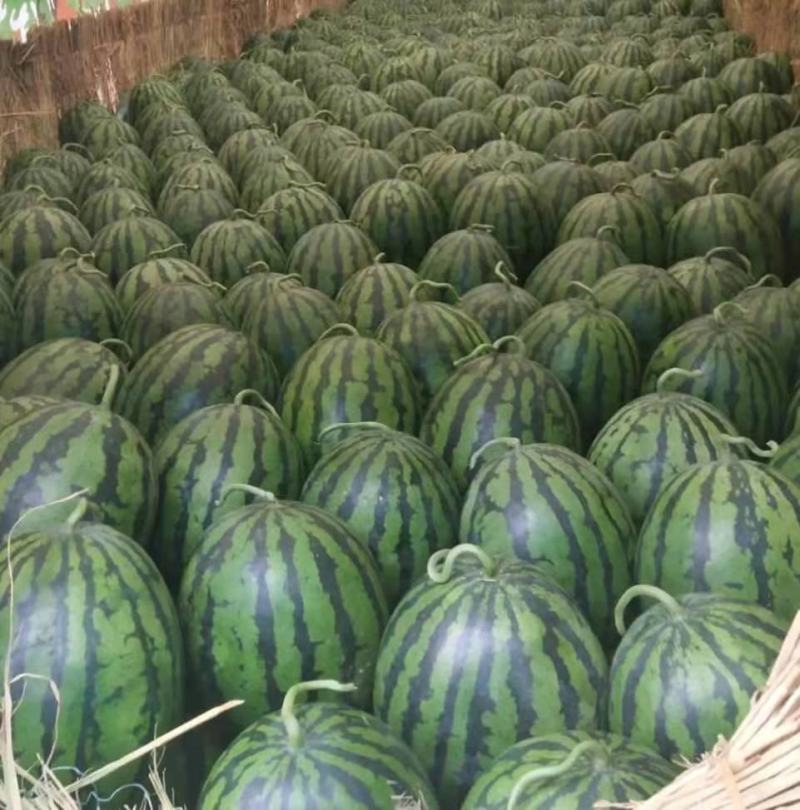 精品西瓜甜王，美都【热卖中】京欣原产地，保熟保甜