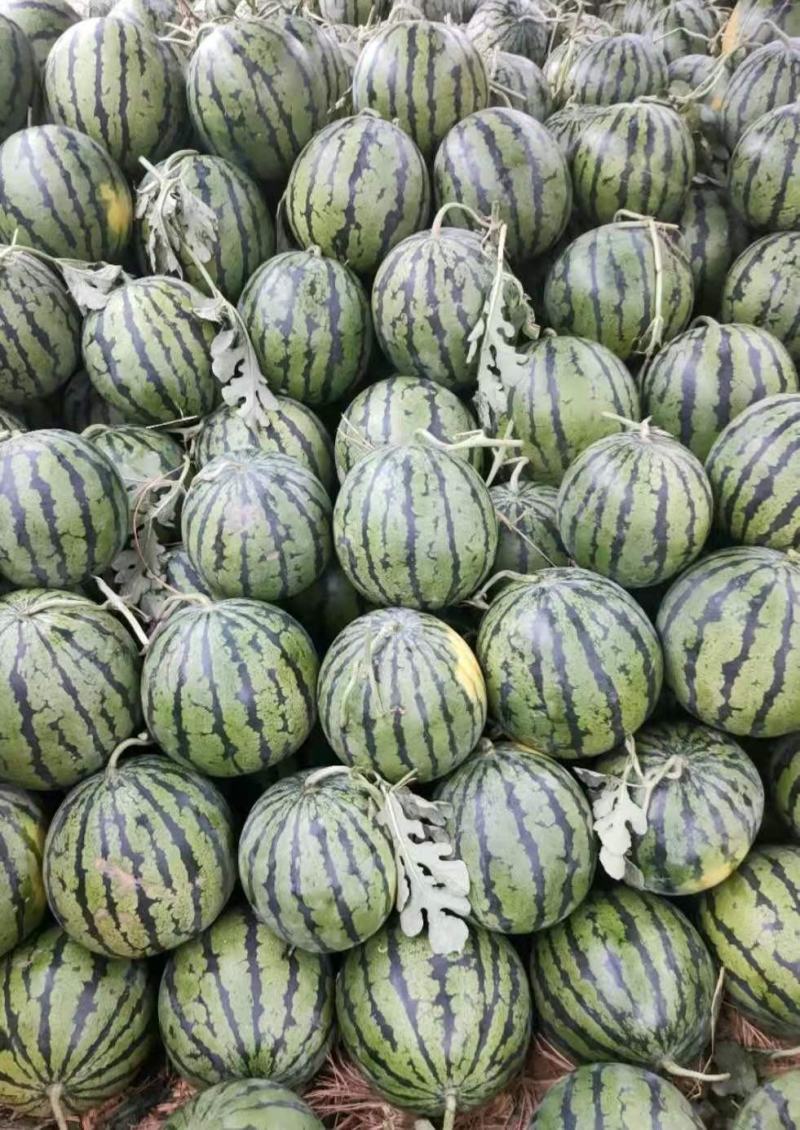 精品西瓜甜王，美都【热卖中】京欣原产地，保熟保甜