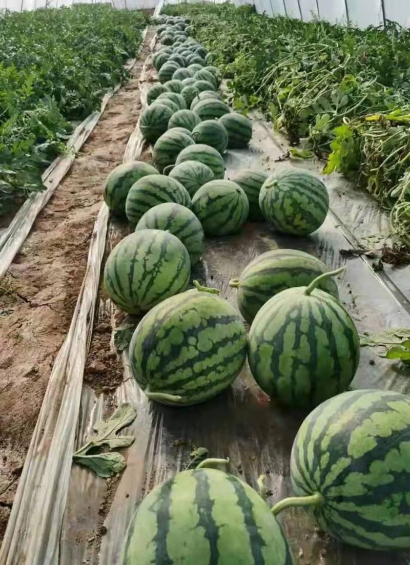精品西瓜甜王，美都【热卖中】京欣原产地，保熟保甜