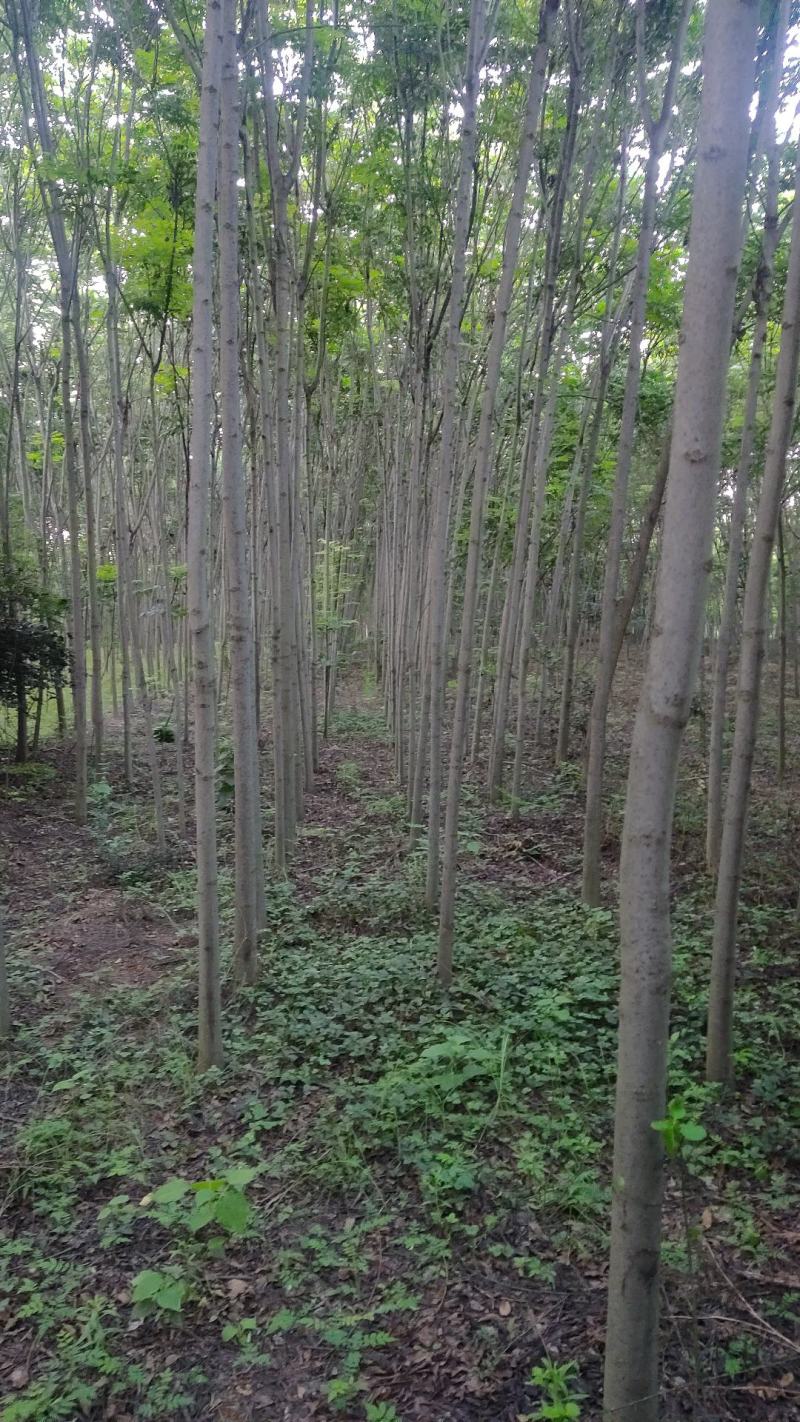 供应栾树2-3-4-5-6-7-8公分