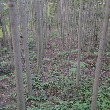 供应栾树2-3-4-5-6-7-8公分