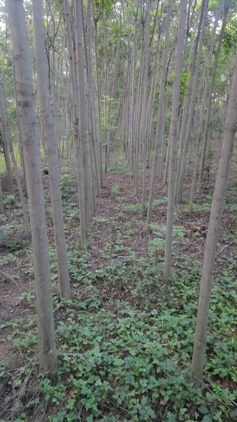 供应栾树2-3-4-5-6-7-8公分