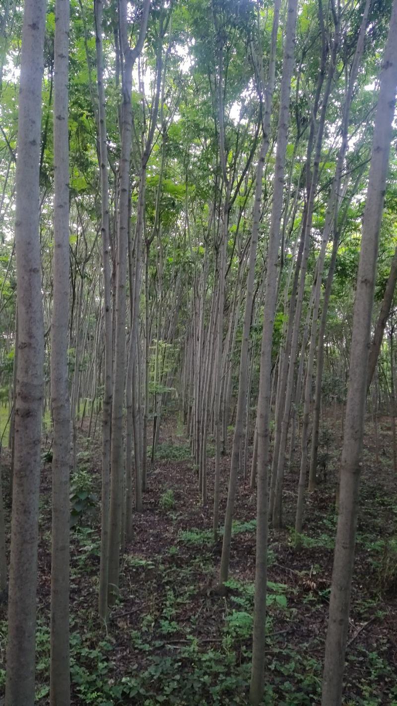供应栾树2-3-4-5-6-7-8公分