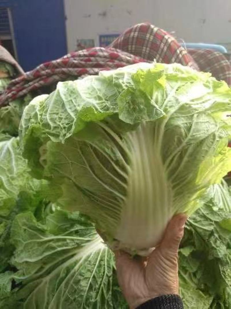 郑研秦白二号白菜种子包心紧实净菜率高晚播早熟种子