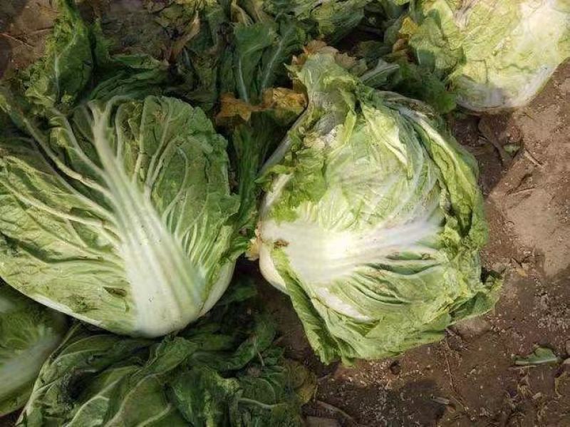 郑研秦白二号白菜种子包心紧实净菜率高晚播早熟种子