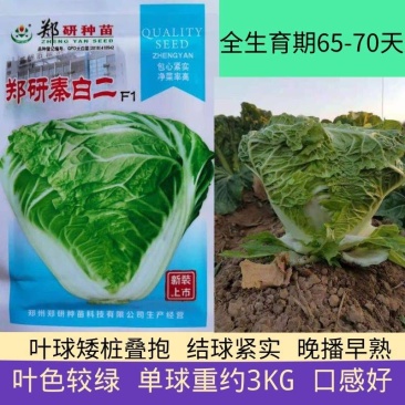 郑研秦白二号白菜种子包心紧实净菜率高晚播早熟种子
