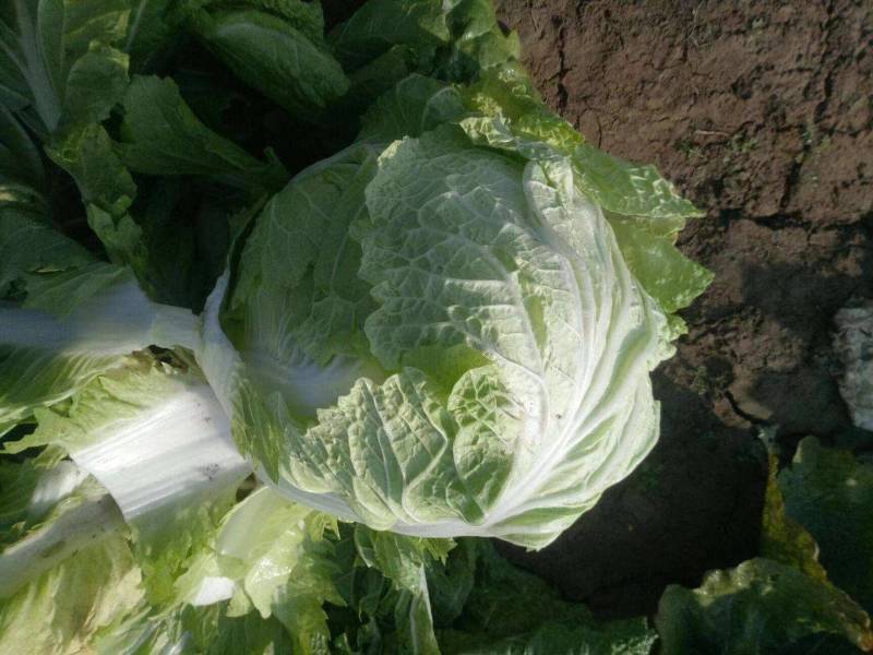 郑研秦白二号白菜种子包心紧实净菜率高晚播早熟种子