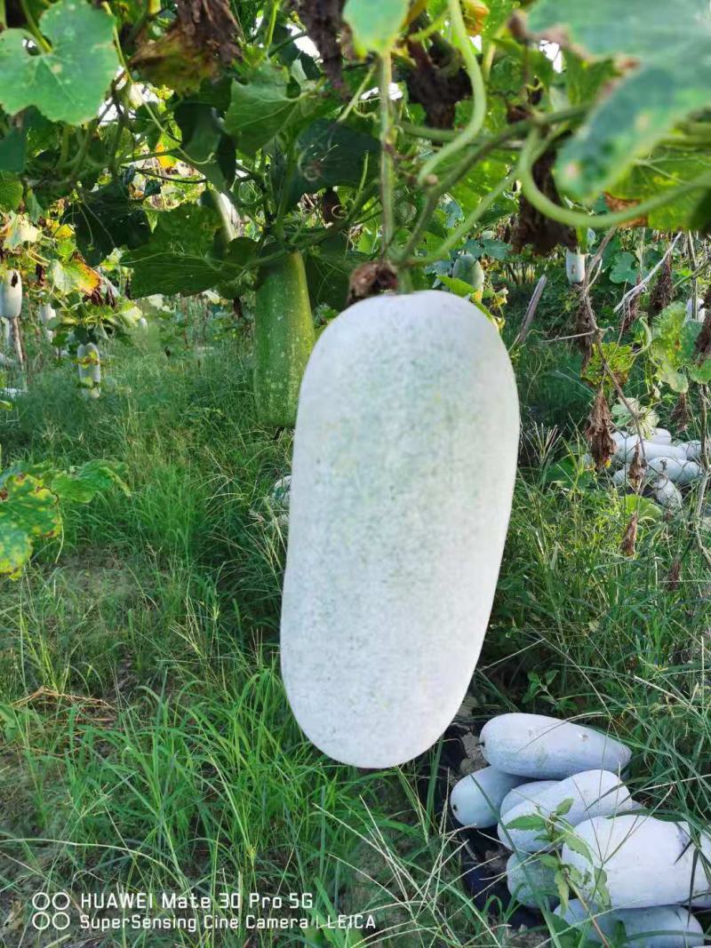 翡翠小冬瓜产地直销，价格漂亮
