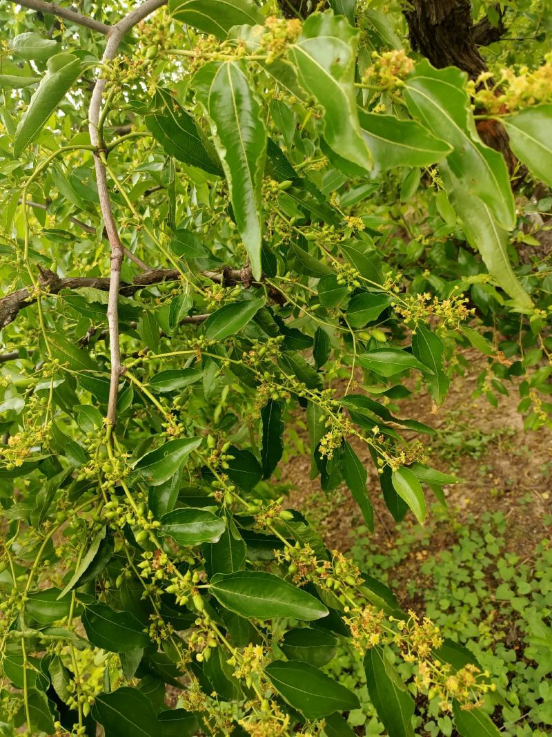 马牙枣，鲜枣，品质保证，诚信经营，实力代办，欢迎来电咨询