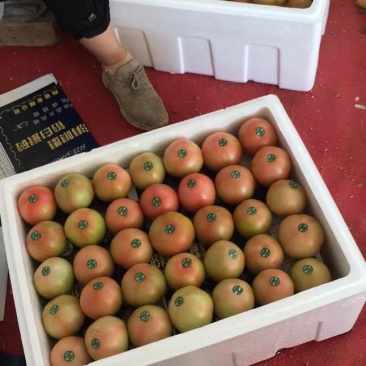 精品西红柿大量有货支持各种包装