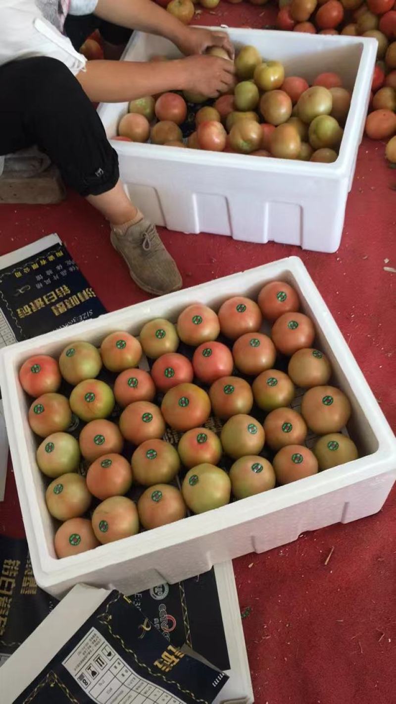 精品西红柿大量有货支持各种包装