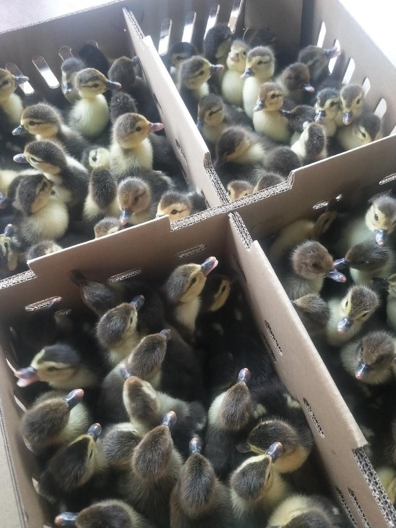 大种青头鸭孵化基地直批包做疫苗全国各地支持空运