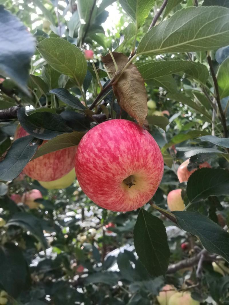 纸袋早熟秦阳苹果需要可以联系大量从优