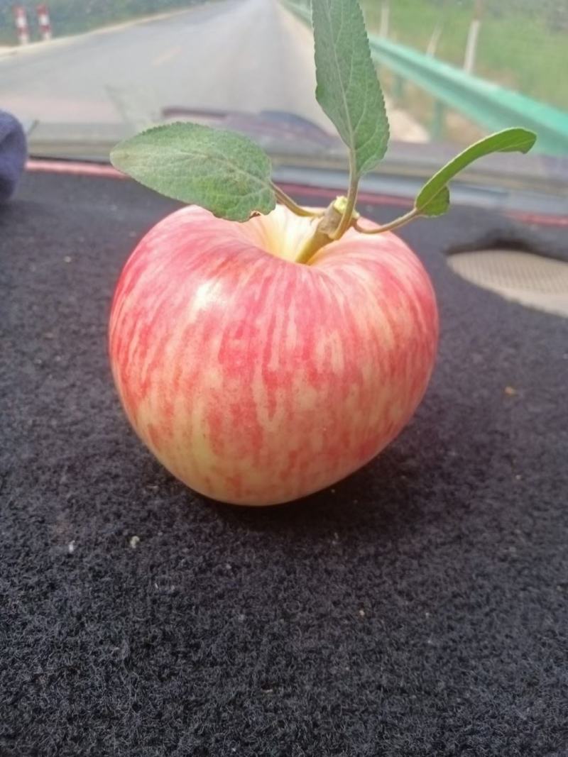 纸袋早熟秦阳苹果需要可以联系大量从优
