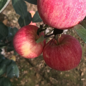 纸袋早熟秦阳苹果需要可以联系大量从优
