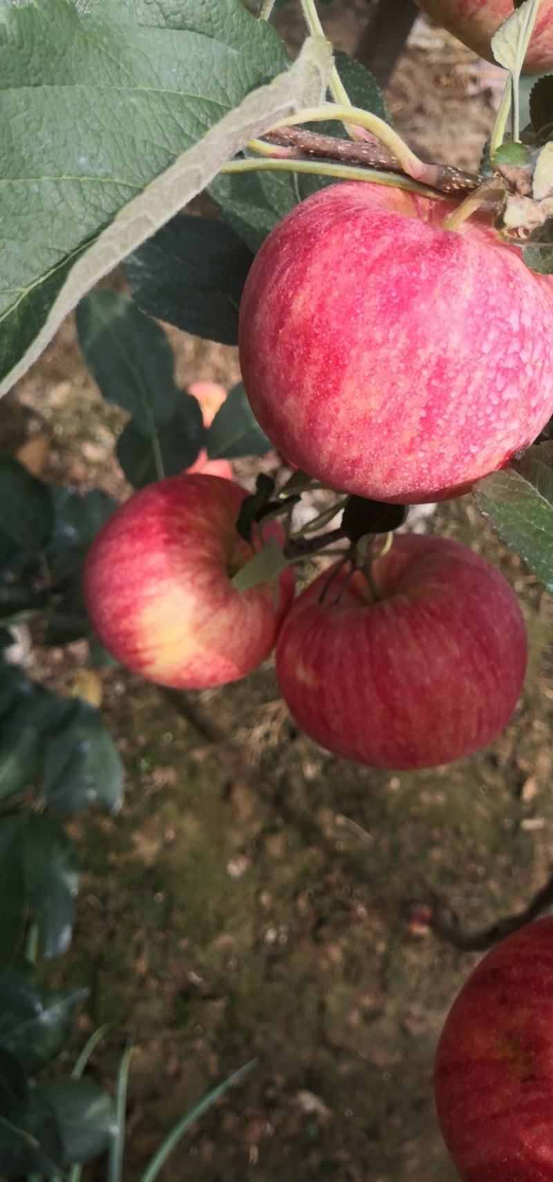 纸袋早熟秦阳苹果需要可以联系大量从优