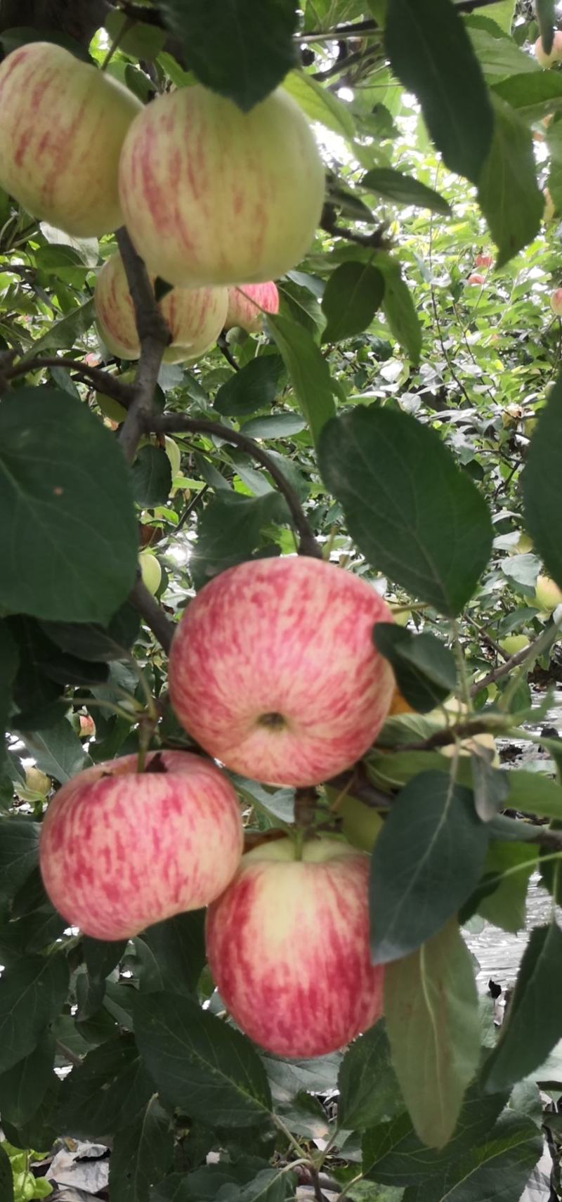 纸袋早熟秦阳苹果需要可以联系大量从优