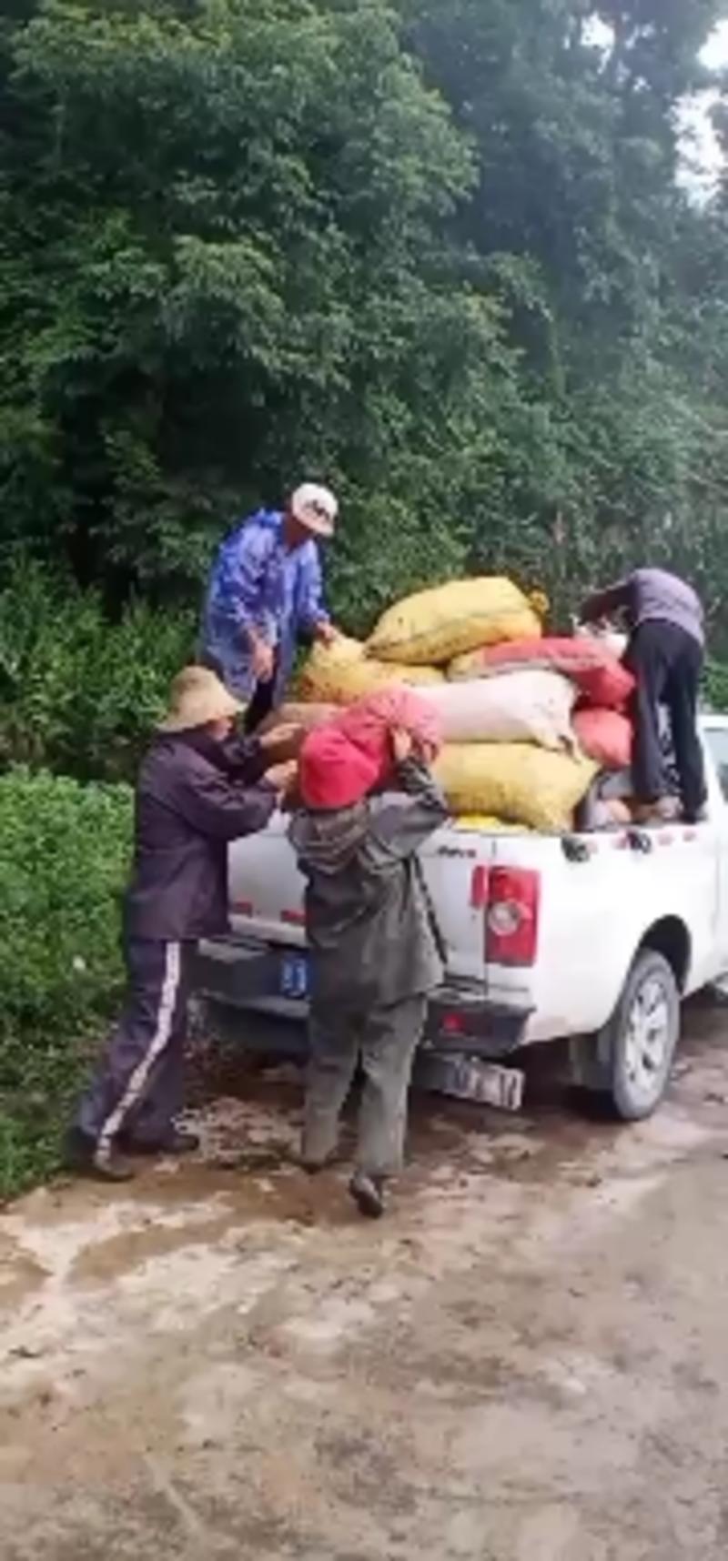 新鲜洋荷姜基地直发可代办可整车可一件代发保证现挖阳荷姜