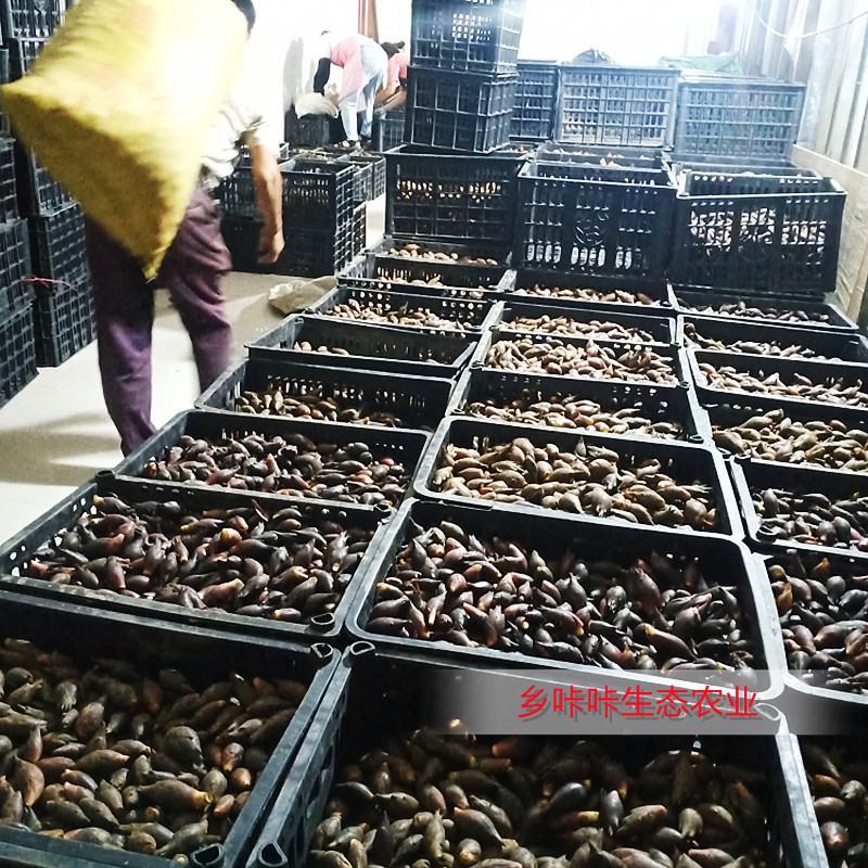 新鲜洋荷姜基地直发可代办可整车可一件代发保证现挖阳荷姜