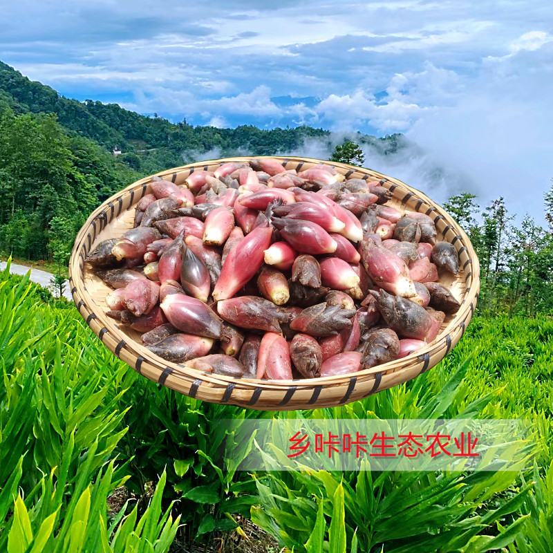 新鲜洋荷姜基地直发可代办可整车可一件代发保证现挖阳荷姜