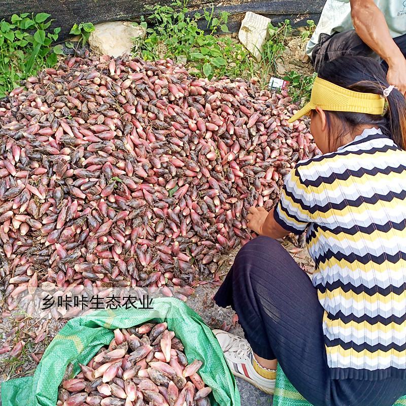 新鲜洋荷姜基地直发可代办可整车可一件代发保证现挖阳荷姜
