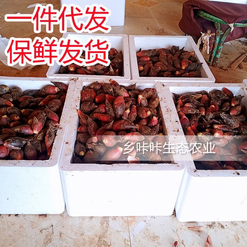 新鲜洋荷姜基地直发可代办可整车可一件代发保证现挖阳荷姜