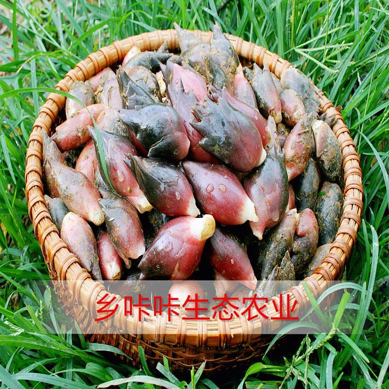 新鲜洋荷姜基地直发可代办可整车可一件代发保证现挖阳荷姜