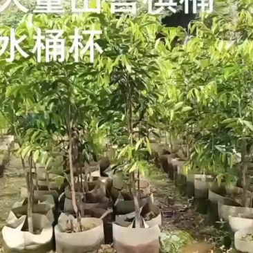 正宗沉香绿棋楠水桶杯上市
