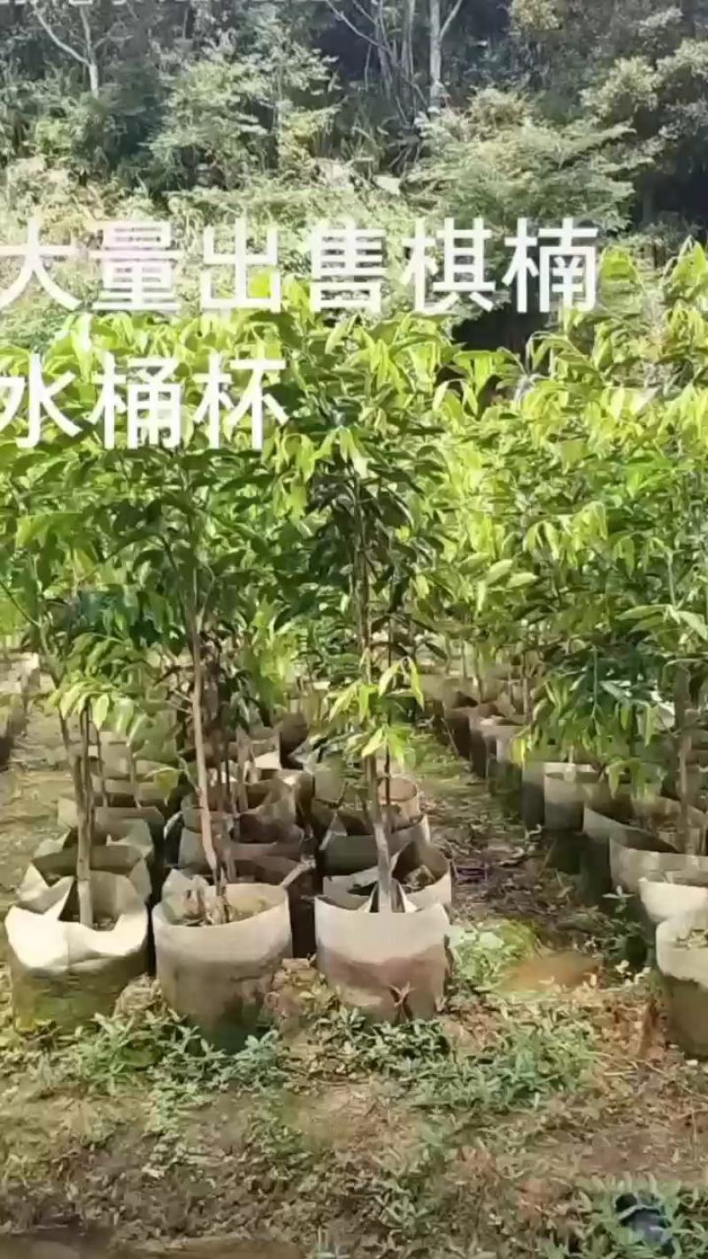 正宗沉香绿棋楠水桶杯上市