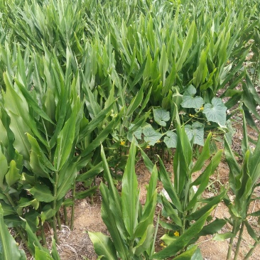 大量洋荷，量多优惠多，百亩基地