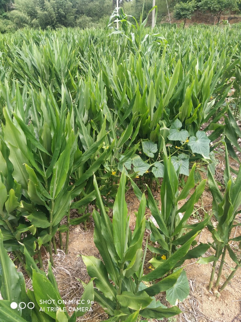 大量洋荷，量多优惠多，百亩基地