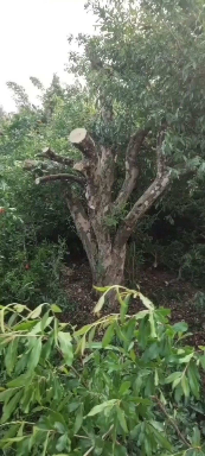 云南蒙自百年老树石榴树，都是精品哦，喜欢的找我