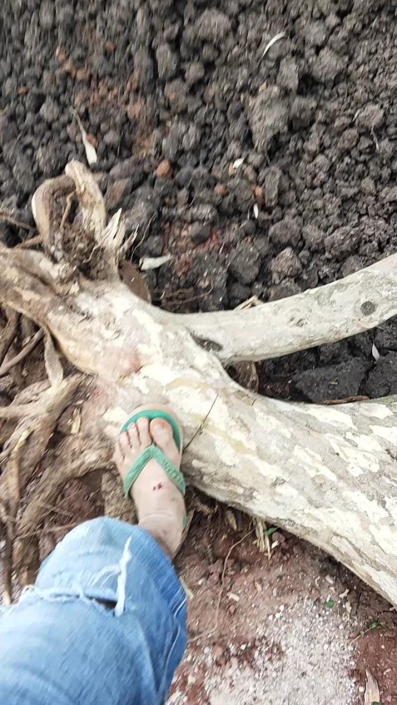 云南蒙自百年老树石榴树，都是精品哦，喜欢的找我