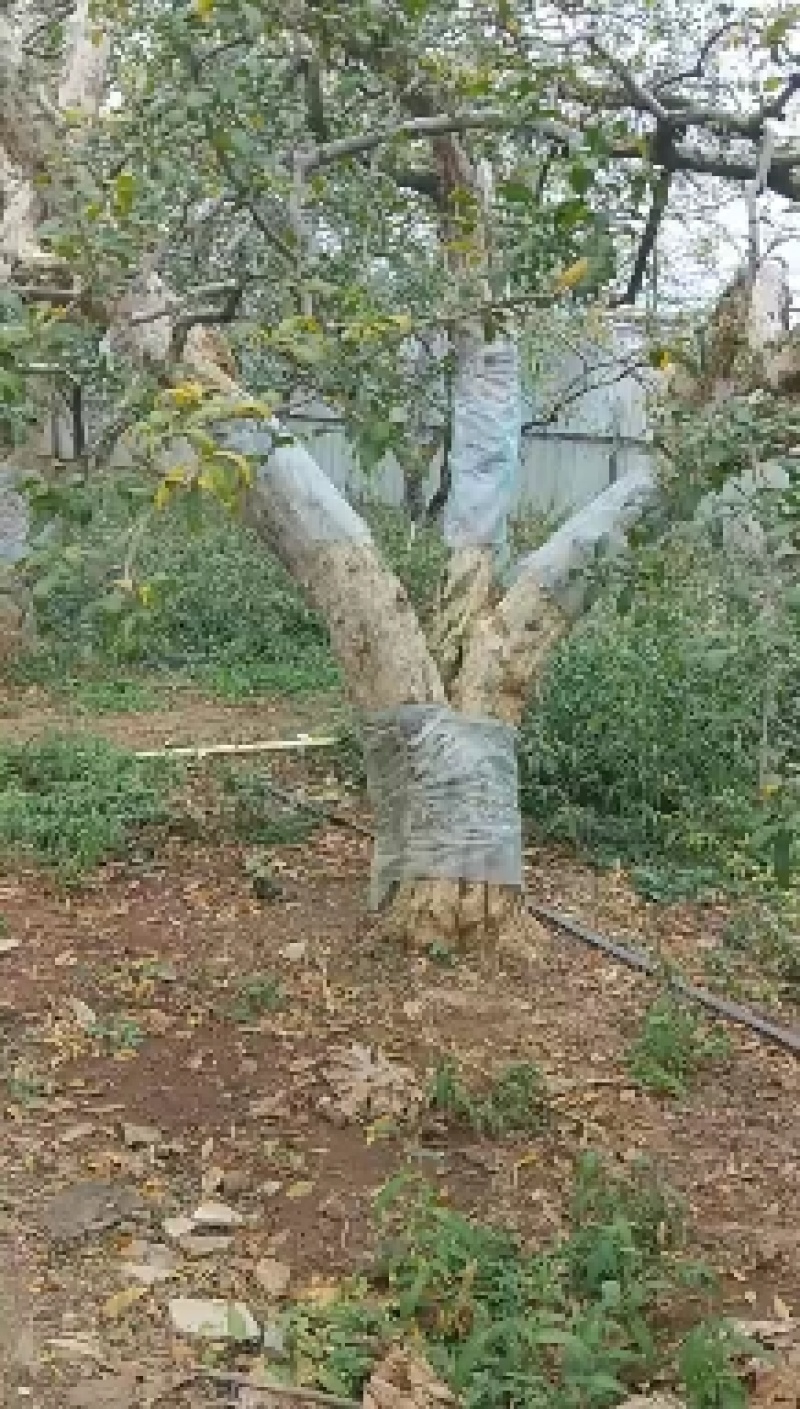 云南蒙自百年老树石榴树，都是精品哦，喜欢的找我