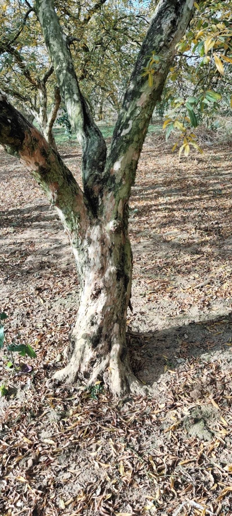 云南蒙自百年老树石榴树，都是精品哦，喜欢的找我
